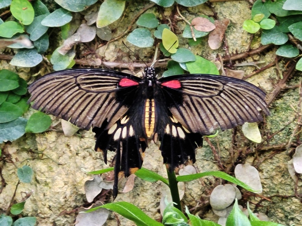Foto: Mariposario - Benalmádena (Málaga), España