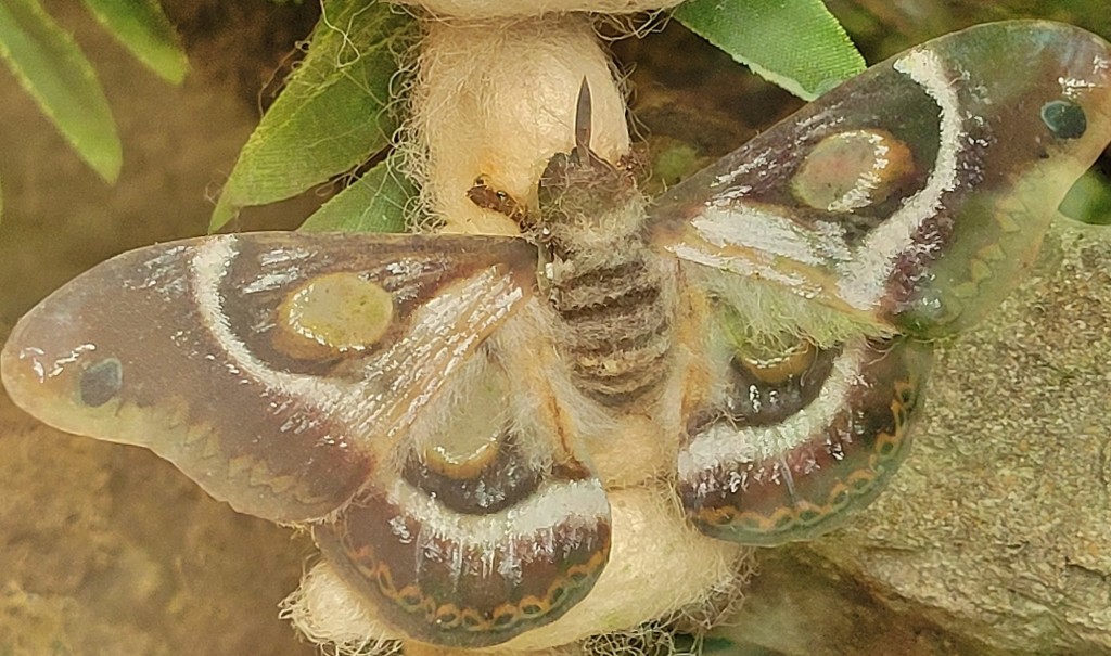Foto: Mariposario - Benalmádena (Málaga), España