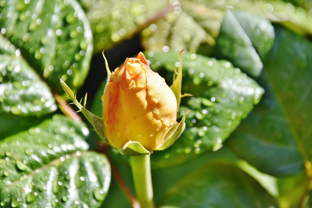 Foto: Generalife - Granada (Andalucía), España