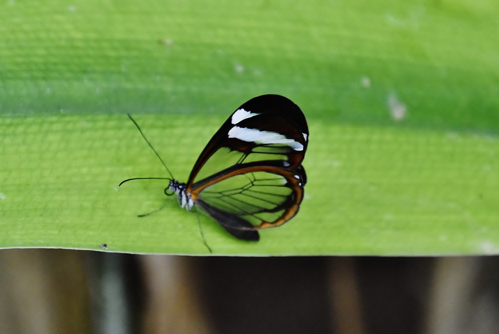 Foto: Mariposario - Benalmádena (Málaga), España