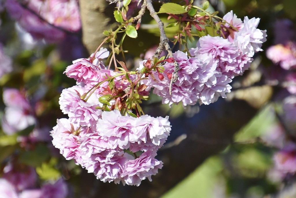 Foto: Alhambra - Granada (Andalucía), España