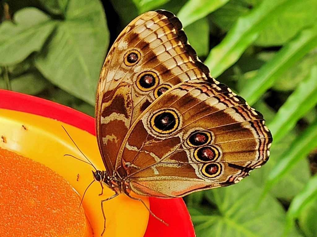 Foto: Mariposario - Benalmádena (Málaga), España