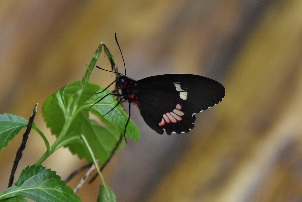 Foto: Mariposario - Benalmádena (Málaga), España