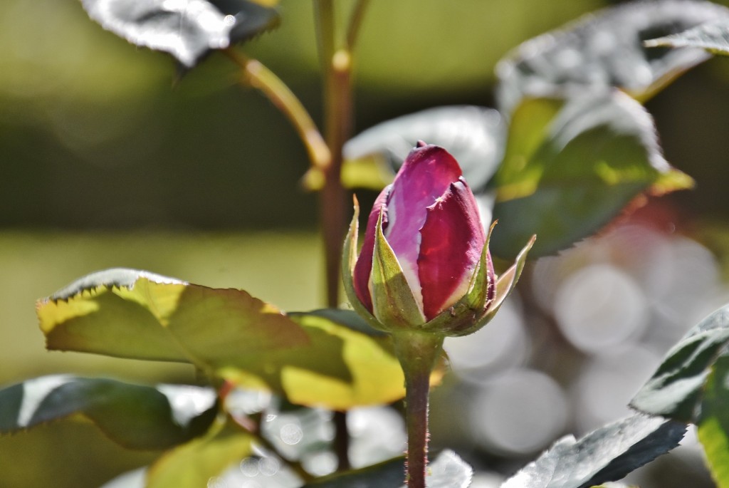 Foto: Alhambra - Granada (Andalucía), España