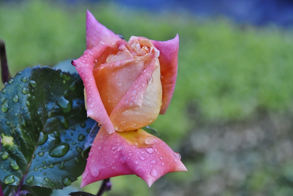 Foto: Generalife - Granada (Andalucía), España