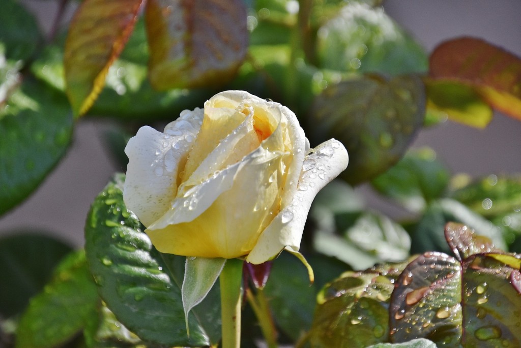 Foto: Alhambra - Granada (Andalucía), España