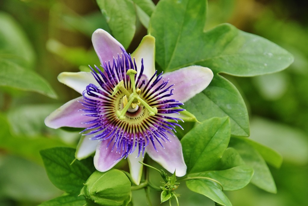 Foto: Mariposario - Benalmádena (Málaga), España