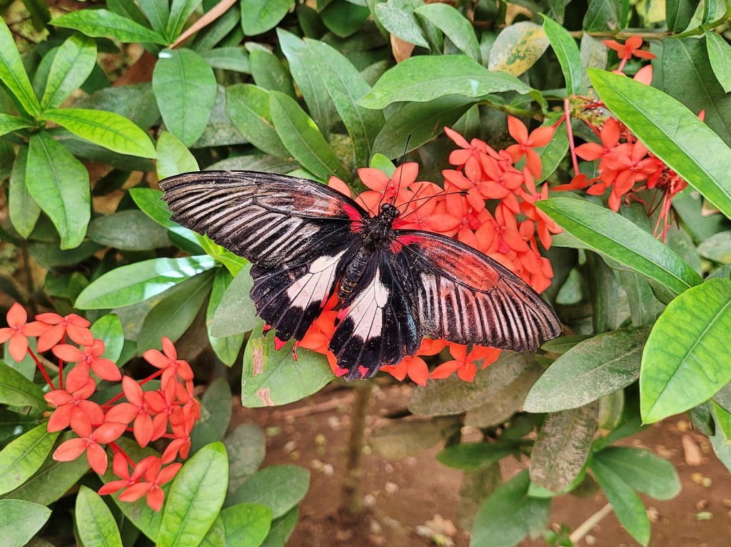 Foto: Mariposario - Benalmádena (Málaga), España