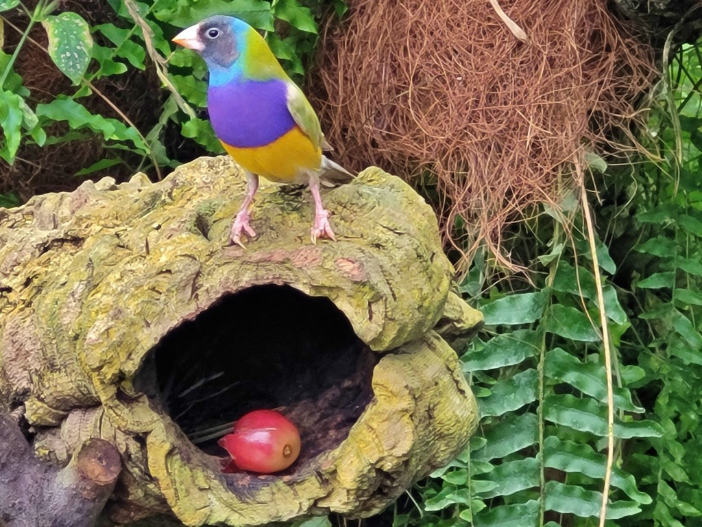Foto: Mariposario - Benalmádena (Málaga), España