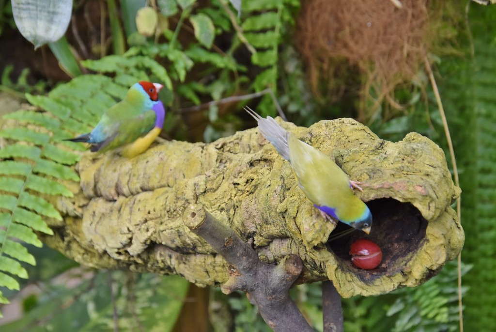 Foto: Mariposario - Benalmádena (Málaga), España