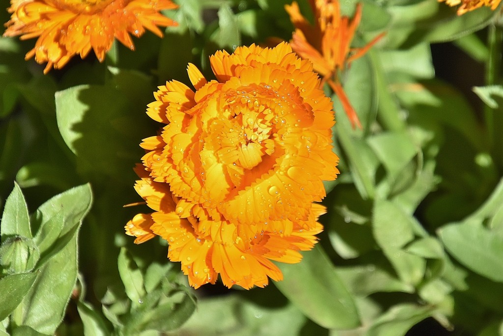 Foto: Generalife - Granada (Andalucía), España