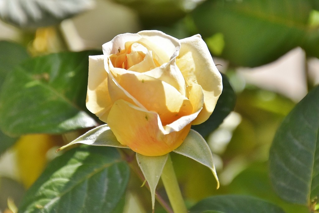 Foto: Alhambra - Granada (Andalucía), España