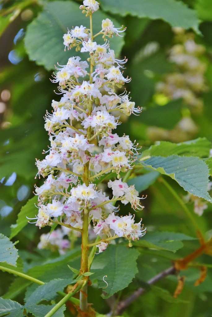 Foto: Alhambra - Granada (Andalucía), España