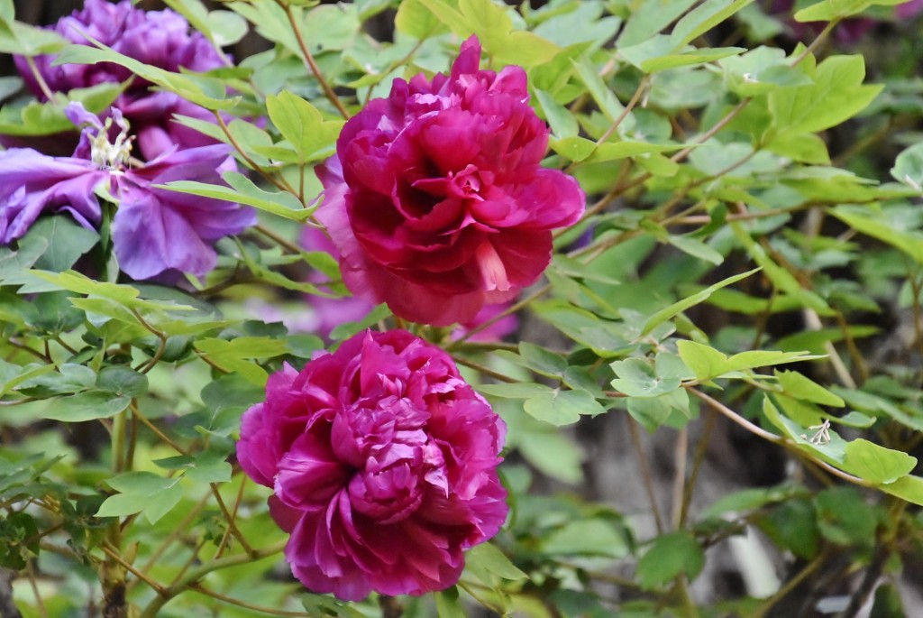Foto: Palacios Nazaríes - Granada (Andalucía), España