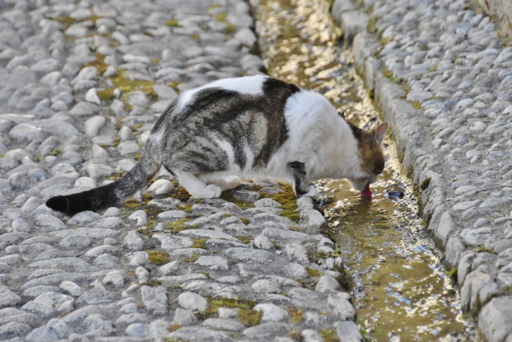 Foto: Gatito - Granada (Andalucía), España