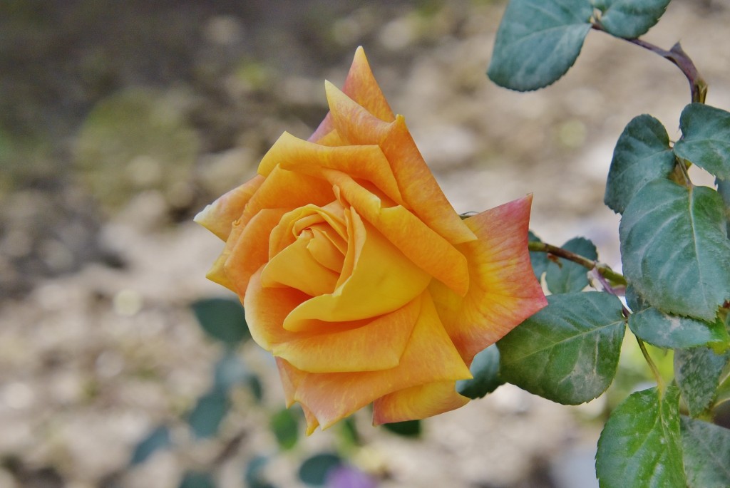 Foto: Alhambra - Granada (Andalucía), España