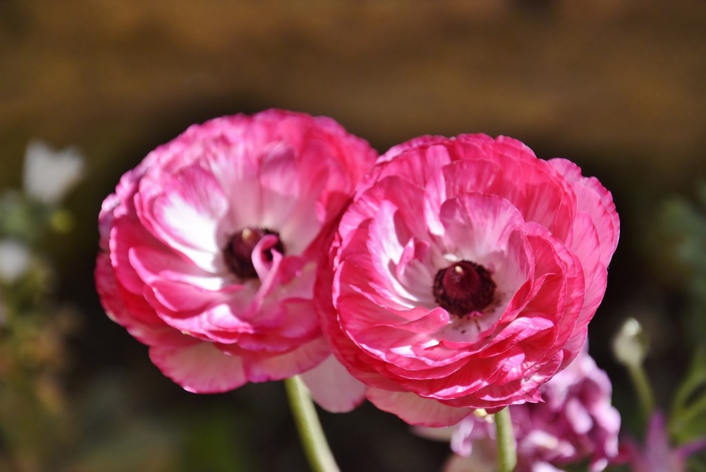 Foto: Alhambra - Granada (Andalucía), España