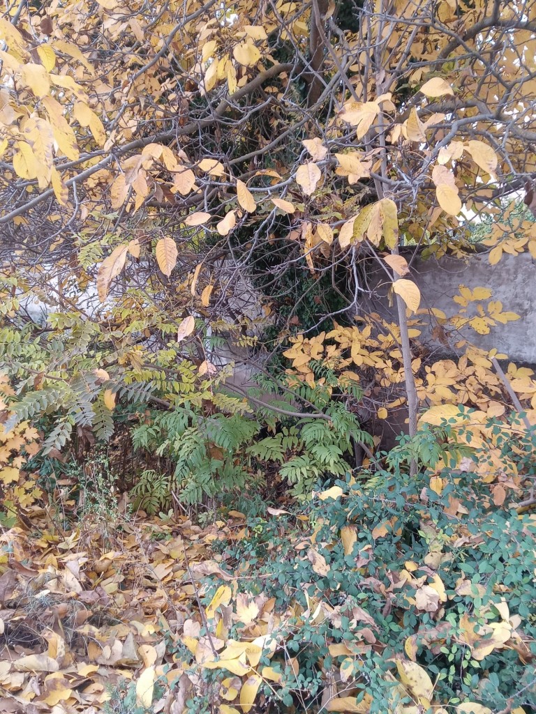 Foto: Otoño - Calatayud (Zaragoza), España