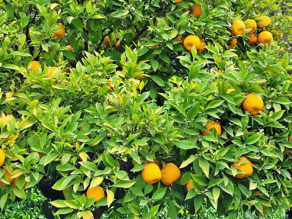 Foto: Casa del Chapiz - Granada (Andalucía), España