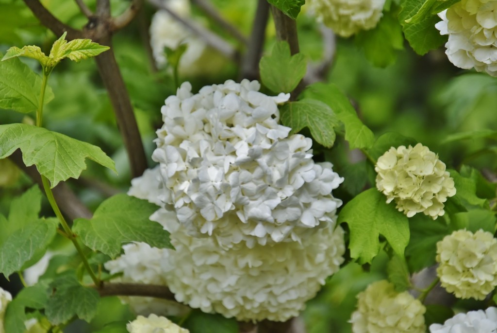 Foto: Casa del Chapiz - Granada (Andalucía), España