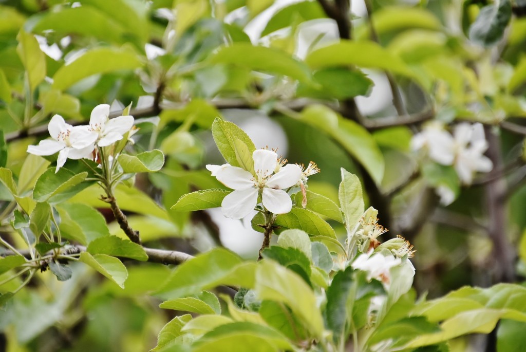Foto: Palacio de Dar al-Horra - Granada (Andalucía), España