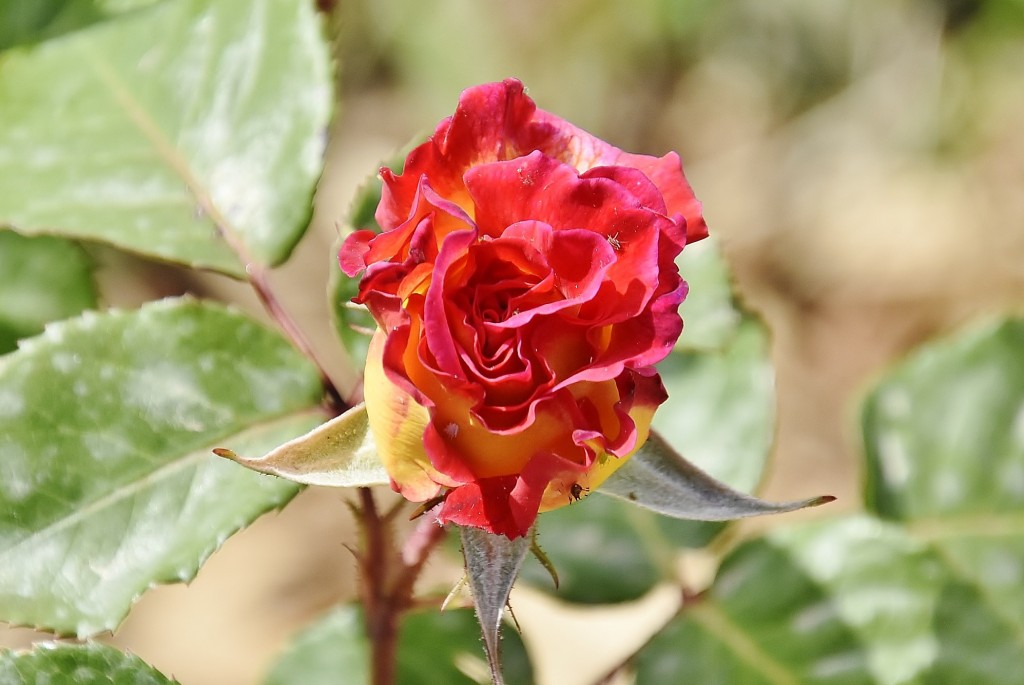 Foto: Concurso de rosas - Barcelona (Cataluña), España