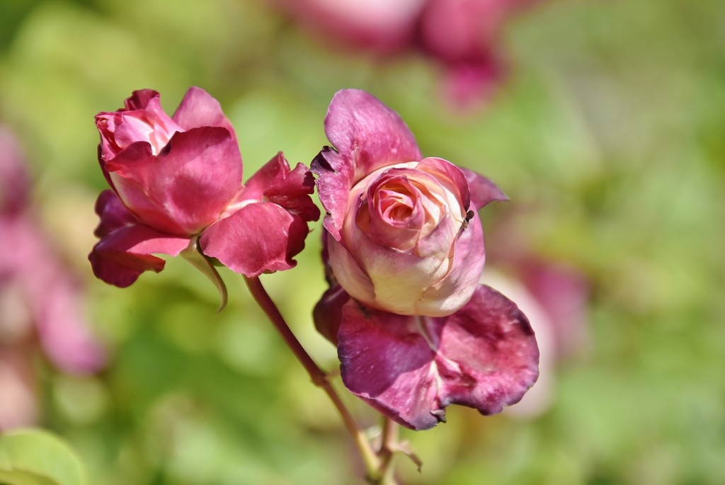 Foto: Concurso de rosas - Barcelona (Cataluña), España
