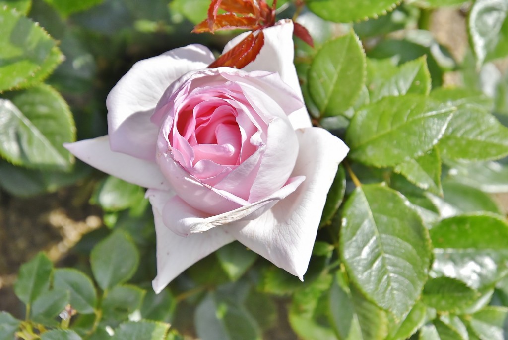 Foto: Concurso de rosas - Barcelona (Cataluña), España