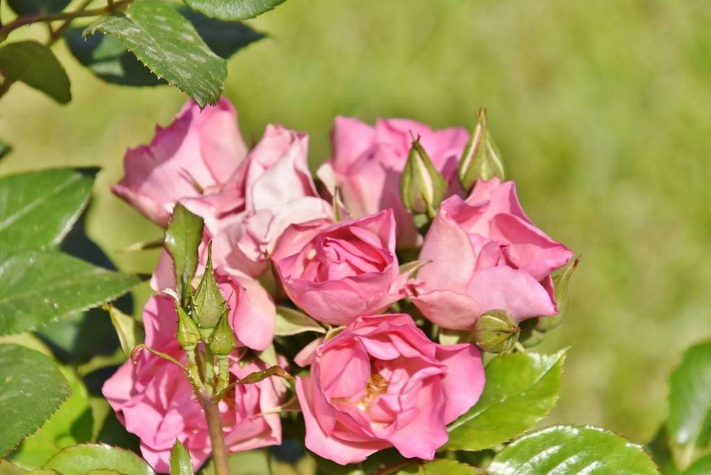 Foto: Concurso de rosas - Barcelona (Cataluña), España