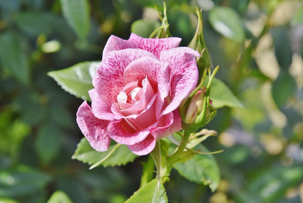 Foto: Concurso de rosas - Barcelona (Cataluña), España
