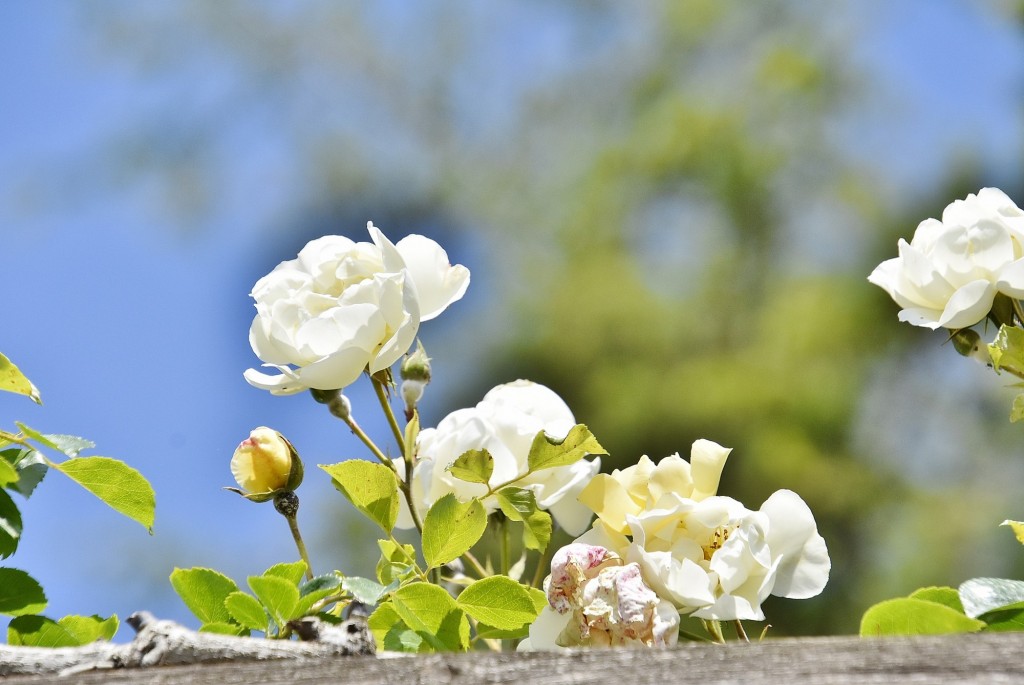 Foto: Concurso de rosas - Barcelona (Cataluña), España