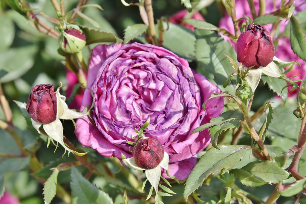 Foto: Concurso de rosas - Barcelona (Cataluña), España
