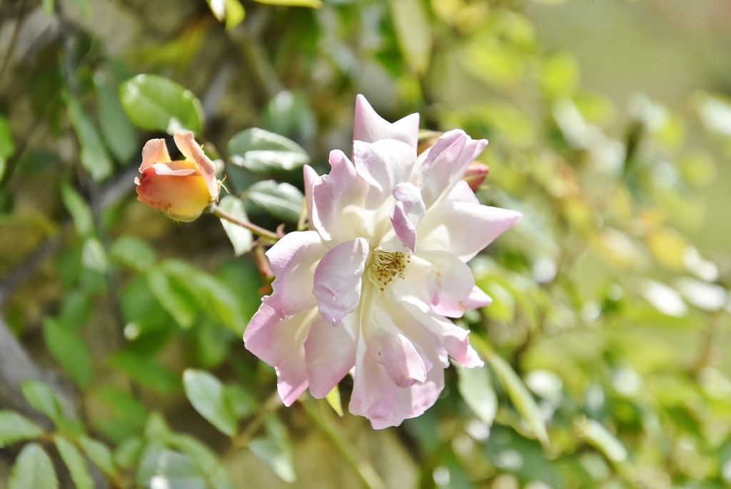 Foto: Concurso de rosas - Barcelona (Cataluña), España