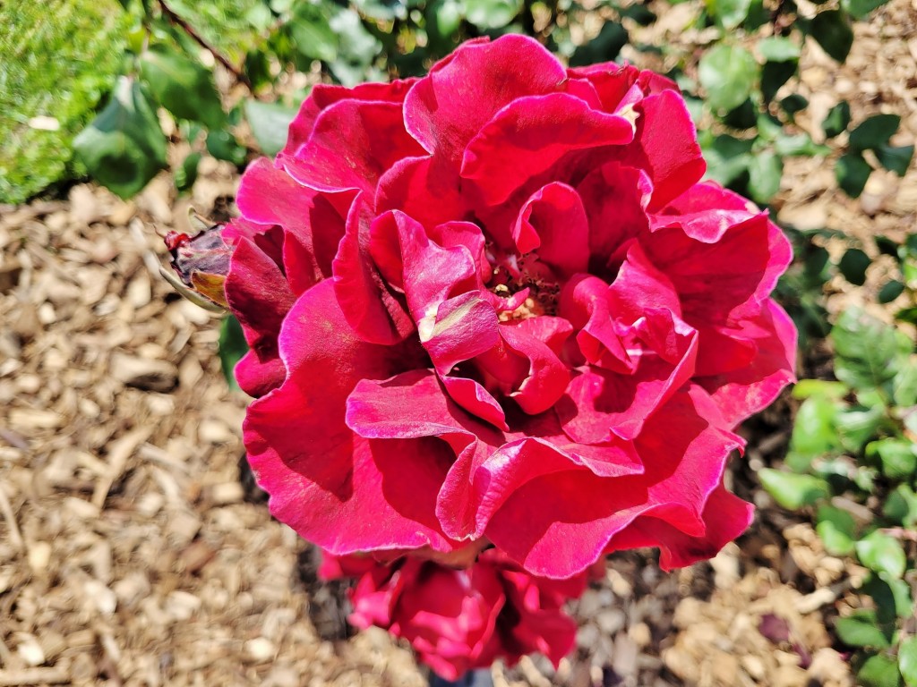 Foto: Concurso de rosas - Barcelona (Cataluña), España