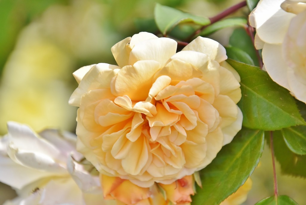 Foto: Concurso de rosas - Barcelona (Cataluña), España