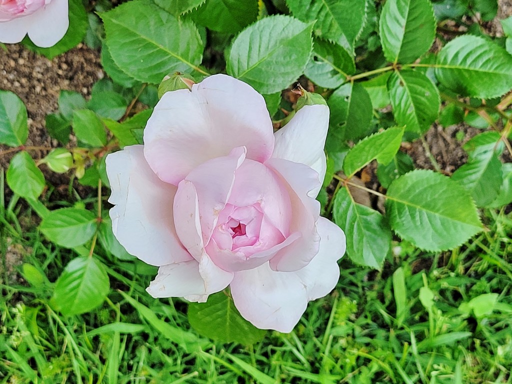 Foto: Concurso de rosas - Barcelona (Cataluña), España