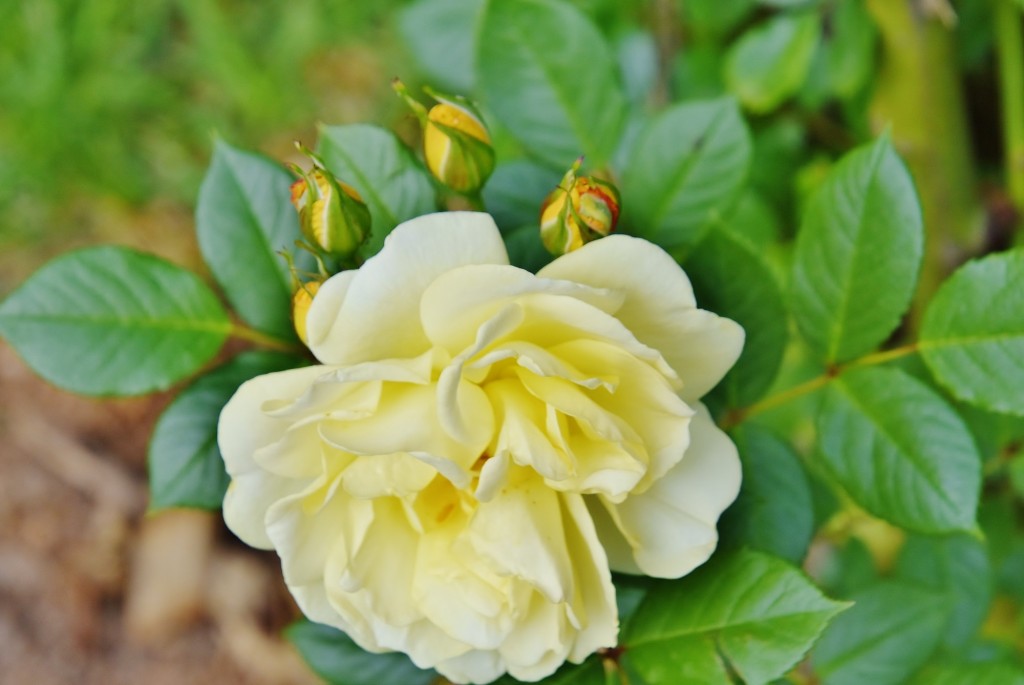 Foto: Concurso de rosas - Barcelona (Cataluña), España