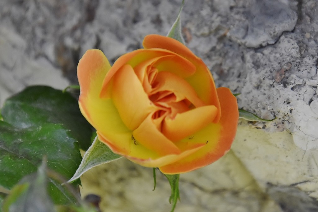 Foto: Concurso de rosas - Barcelona (Cataluña), España