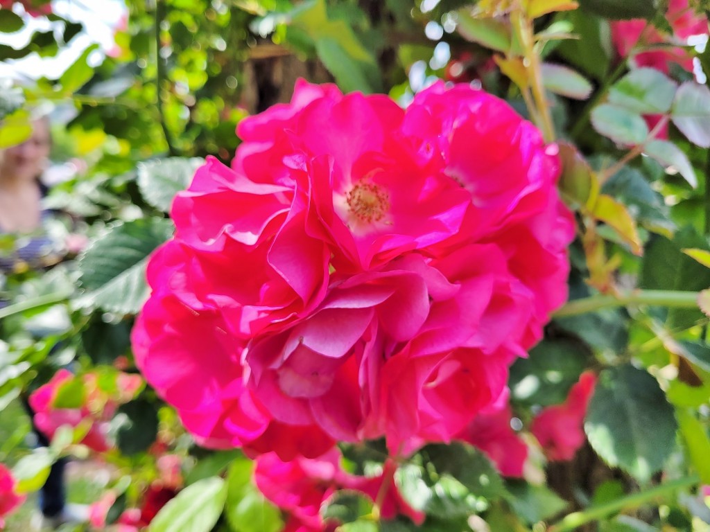 Foto: Concurso de rosas - Barcelona (Cataluña), España