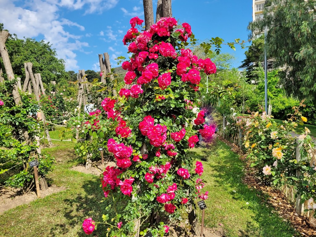 Foto: Concurso de rosas - Barcelona (Cataluña), España