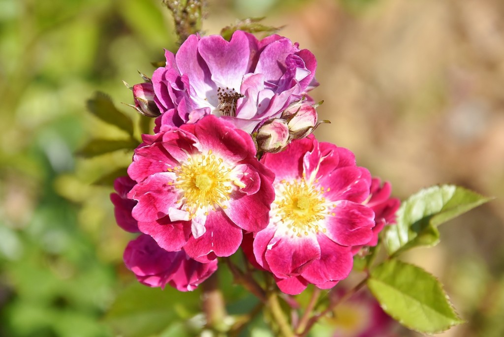 Foto: Concurso de rosas - Barcelona (Cataluña), España