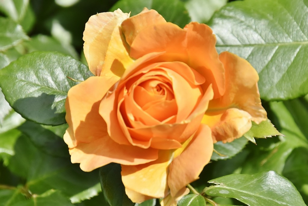 Foto: Concurso de rosas - Barcelona (Cataluña), España