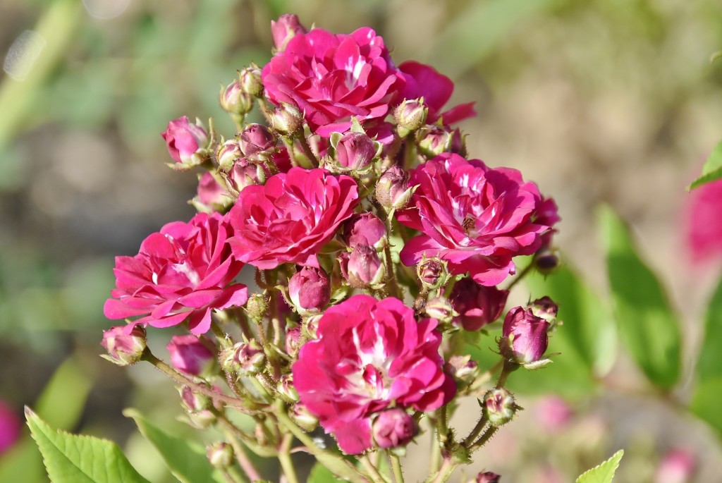 Foto: Concurso de rosas - Barcelona (Cataluña), España