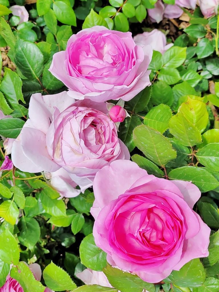 Foto: Concurso de rosas - Barcelona (Cataluña), España