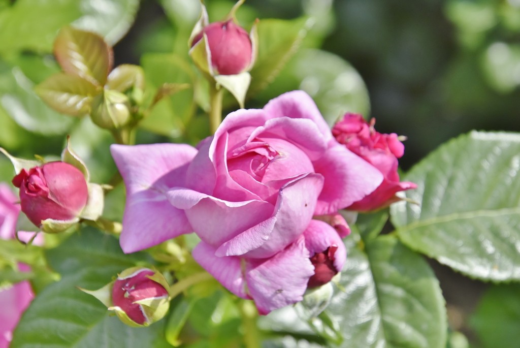 Foto: Concurso de rosas - Barcelona (Cataluña), España