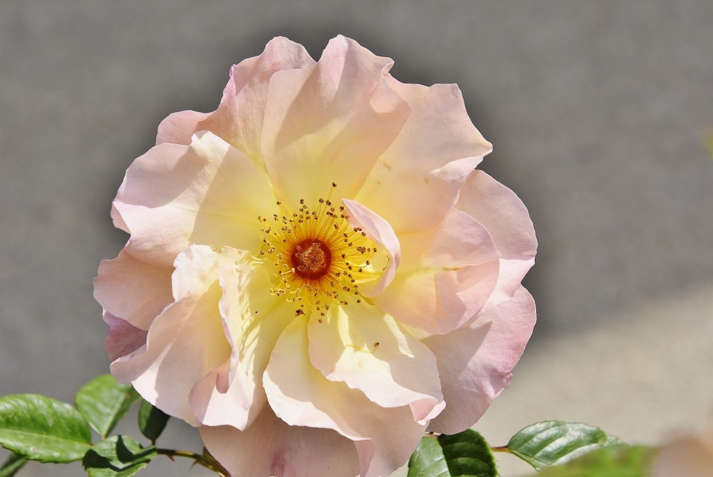 Foto: Concurso de rosas - Barcelona (Cataluña), España