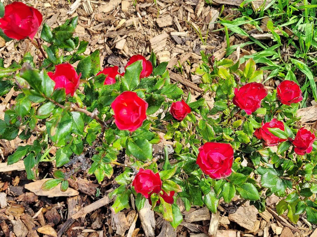 Foto: Concurso de rosas - Barcelona (Cataluña), España