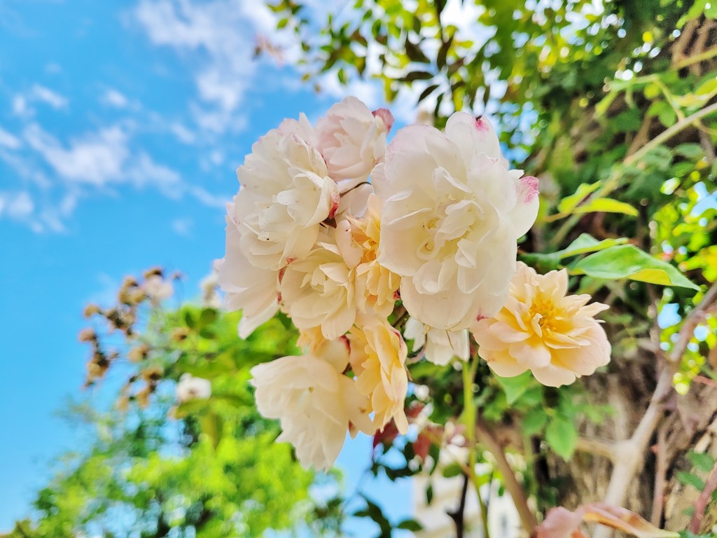 Foto: Concurso de rosas - Barcelona (Cataluña), España