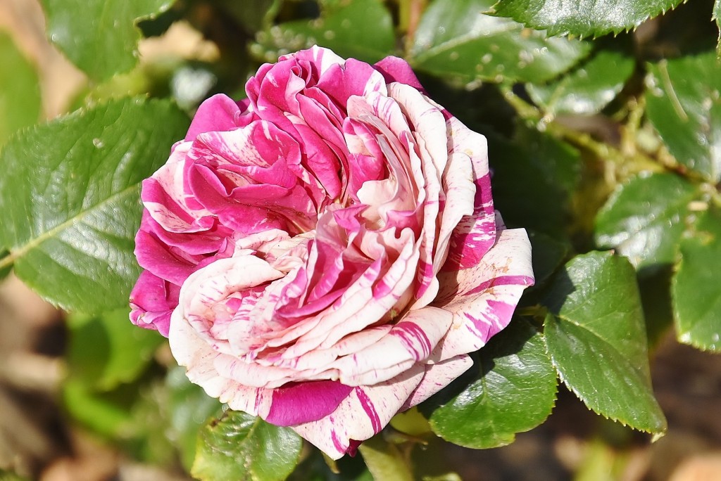 Foto: Concurso de rosas - Barcelona (Cataluña), España