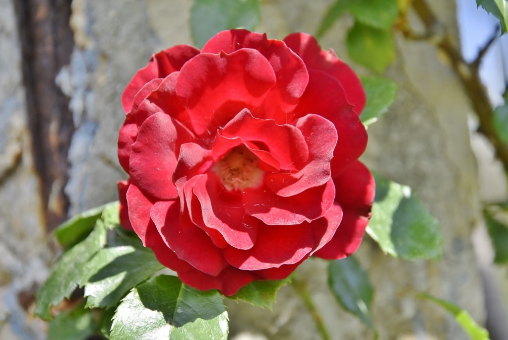 Foto: Concurso de rosas - Barcelona (Cataluña), España